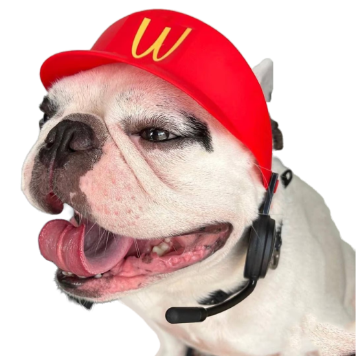 Dog with cap